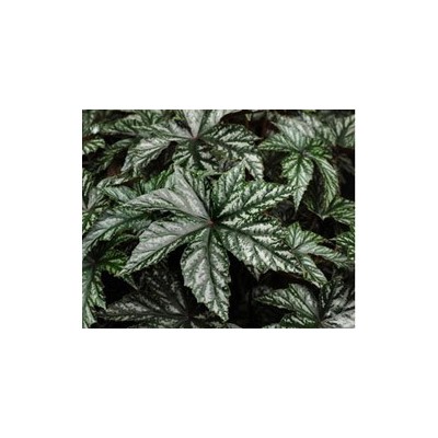 Pianta di Begonia Gryphon (Vaso 14 cm)