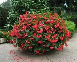 Pianta di Begonia Dragon Wing Red (Vaso 14 cm)