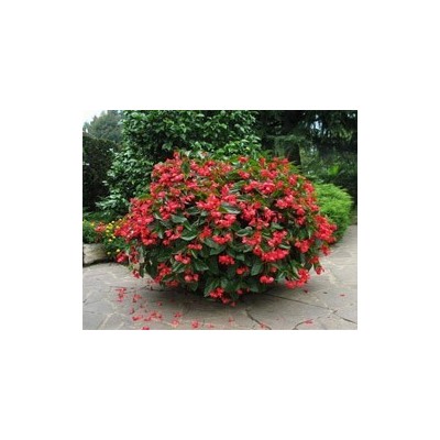 Pianta di Begonia Dragon Wing Red (Vaso 14 cm)