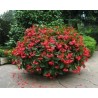 Pianta di Begonia Dragon Wing Red (Vaso 14 cm)