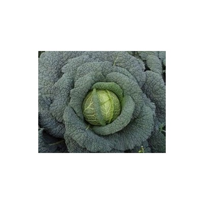 Pianta di Cavolo Verza F1 Wirosa (Vaschetta da 6 piante)