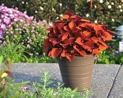 Pianta di Coleus Wall Street
