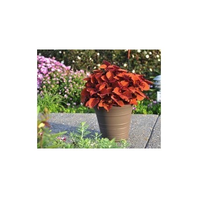 Pianta di Coleus Wall Street