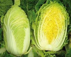 Pianta di Cavolo Cinese Tabaluga (Vaschetta da 6 piante)