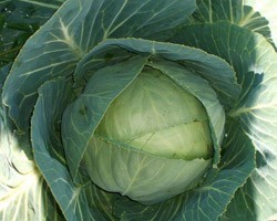 Pianta di Cavolo Cappuccio F1 Farao (Vaschetta da 6 piante)