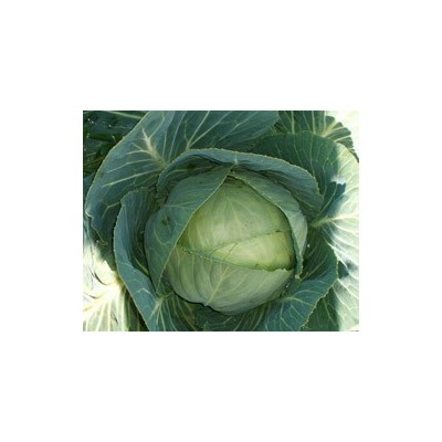 Pianta di Cavolo Cappuccio F1 Farao (Vaschetta da 6 piante)