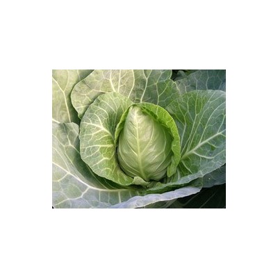 Pianta di Cavolo Cappuccio F1 Cape horn (Vaschetta da 6 piante)