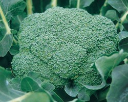 Pianta di Cavolo Broccolo F1 Srx (Vaschetta da 6 piante)