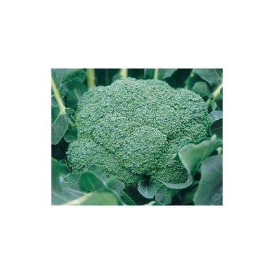 Pianta di Cavolo Broccolo F1 Srx (Vaschetta da 6 piante)
