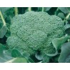 Pianta di Cavolo Broccolo F1 Srx (Vaschetta da 6 piante)