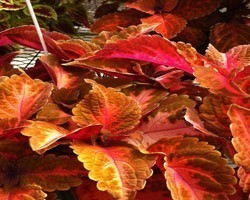 Pianta di Coleus Sunse Boulevard