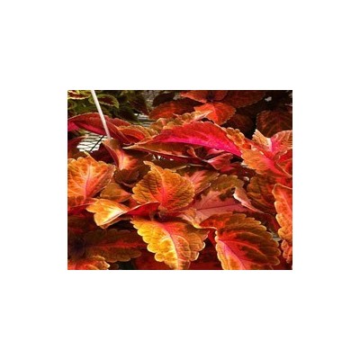 Pianta di Coleus Sunse Boulevard