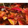 Pianta di Coleus Sunse Boulevard