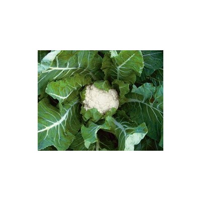 Pianta di Cavolfiore F1 Overlord (Vaschetta da 6 piante)