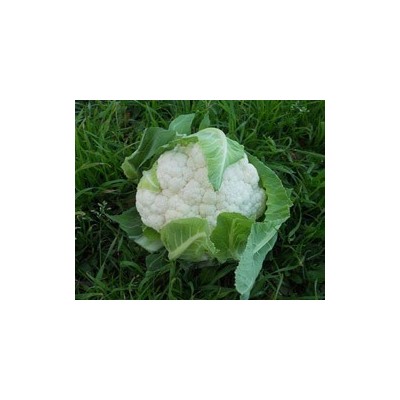 Pianta di Cavolfiore F1 Nautilus (Vaschetta da 6 piante)