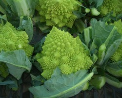Pianta di Cavolfiore F1 Gitano (Vaschetta da 6 piante)