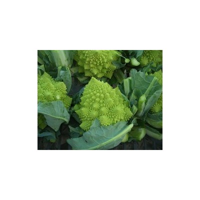 Pianta di Cavolfiore F1 Gitano (Vaschetta da 6 piante)