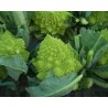Pianta di Cavolfiore F1 Gitano (Vaschetta da 6 piante)