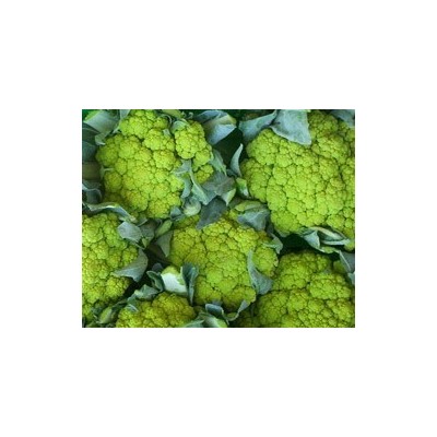 Pianta di Cavolfiore F1 Fangio (Vaschetta da 6 piante)