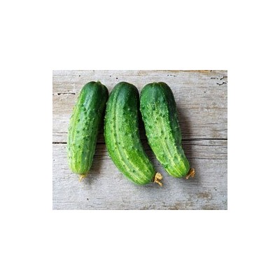 Pianta di Cetriolo Sott’Aceto F1 Potomac (Vaschetta da 4 piante)