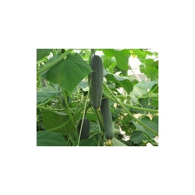 Pianta di Cetriolo Mezzo Lungo F1 Jumbo (Vaschetta da 4 piante)