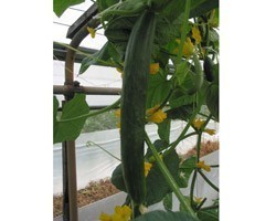 Pianta di Cetriolo Lungo F1 Tasty Green (Vaschetta da 4 piante)