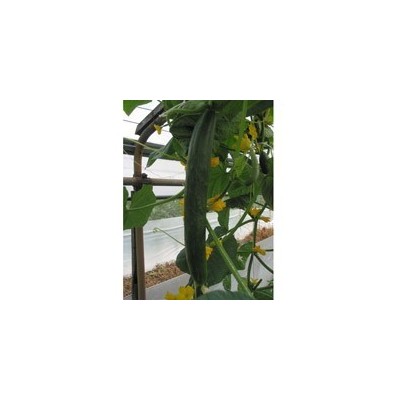 Pianta di Cetriolo Lungo F1 Tasty Green (Vaschetta da 4 piante)