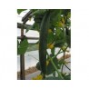 Pianta di Cetriolo Lungo F1 Tasty Green (Vaschetta da 4 piante)
