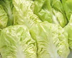 Pianta di Cicoria Mantovana (Vaschetta da 9 piante)