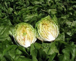 Pianta di Cicoria Variegata di Lusia Galileo (Vaschetta da 9 piante)