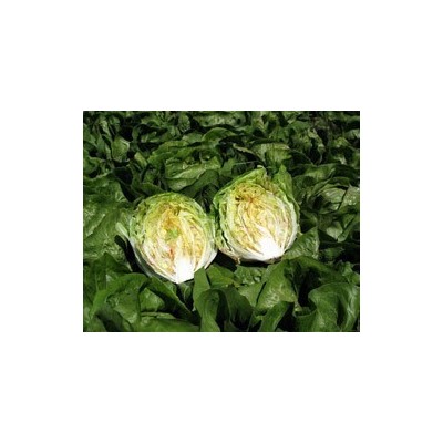 Pianta di Cicoria Variegata di Lusia Galileo (Vaschetta da 9 piante)