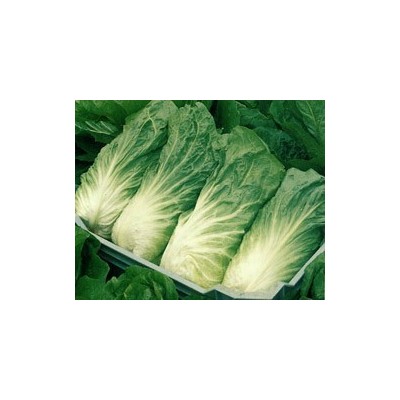 Pianta di Cicoria Pan di Zucchero Uranus (Vaschetta da 9 piante)