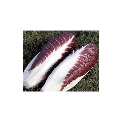 Pianta di Cicoria di Treviso Granato (Vaschetta da 9 piante)