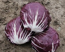 Pianta di Cicoria di Chioggia Rubro (Vaschetta da 9 piante)