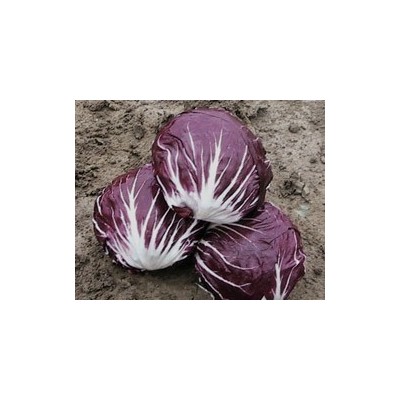 Pianta di Cicoria di Chioggia Rubro (Vaschetta da 9 piante)