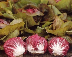 Pianta di Cicoria di Chioggia Leonardo (Vaschetta da 9 piante)