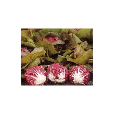 Pianta di Cicoria di Chioggia Leonardo (Vaschetta da 9 piante)