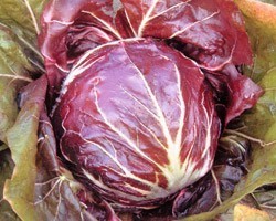 Pianta di Cicoria di Chioggia Vasara (Vaschetta da 9 piante)
