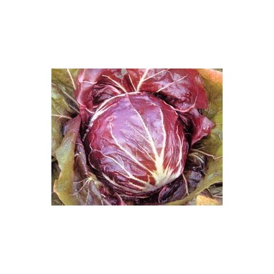 Pianta di Cicoria di Chioggia Vasara (Vaschetta da 9 piante)