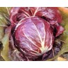 Pianta di Cicoria di Chioggia Vasara (Vaschetta da 9 piante)