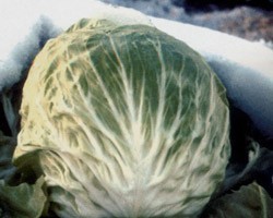 Pianta di Cicoria di Chioggia Bianca Cavarzare (Vaschetta da 9 piante)