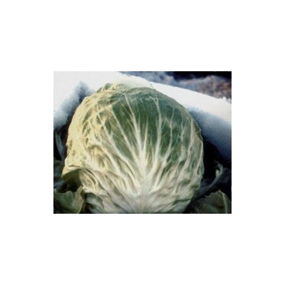 Pianta di Cicoria di Chioggia Bianca Cavarzare (Vaschetta da 9 piante)