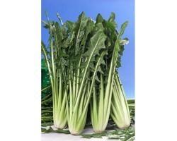 Pianta di Cicoria Catalogna Katrina (Vaschetta da 9 piante)