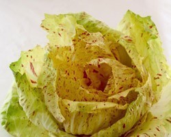 Pianta di Cicoria Castelfranco Maserà (Vaschetta da 9 piante)