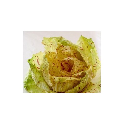 Pianta di Cicoria Castelfranco Maserà (Vaschetta da 9 piante)