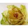 Pianta di Cicoria Castelfranco Maserà (Vaschetta da 9 piante)