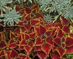 Pianta di Coleus Oxford Street
