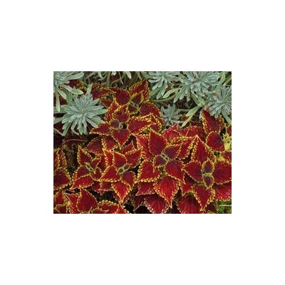 Pianta di Coleus Oxford Street