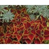Pianta di Coleus Oxford Street