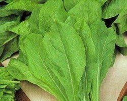 Pianta di Cicoria Bionda da Taglio a Foglia Larga (Vaschetta da 9 piante)
